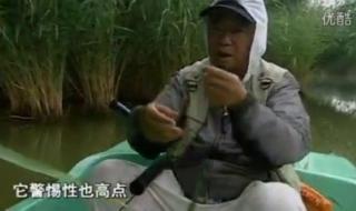 化绍新钓鱼视频大全